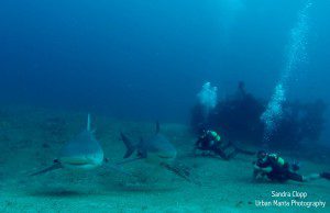 CubanBullsharks2015 Watermarked