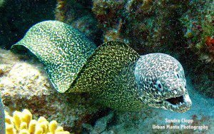 IMG_8340 Moray Watermarked