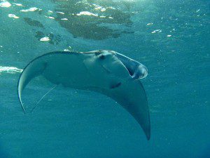 scuba diving, scuba lessons, scuba manta ray, underwater photography